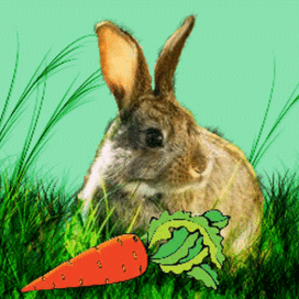 Зайчик  на  ветру