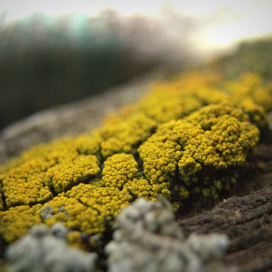 желтые деревья мечты.....