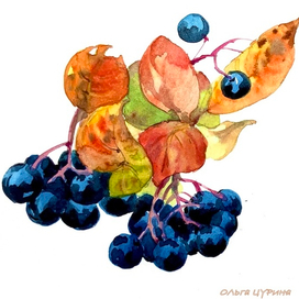 Черноплодка