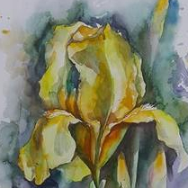 желтый ирис