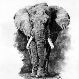 Слон. Большая пятерка.