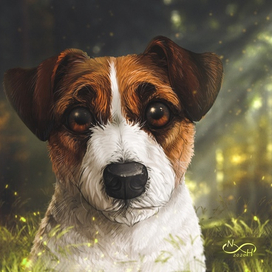 Лесной джек рассел