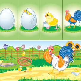 Яйцо-цыплёнок-петух