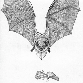 Летучая мышь