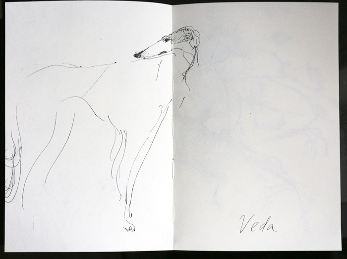 Собака Веда