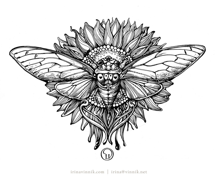 Цикада на подсолнухе