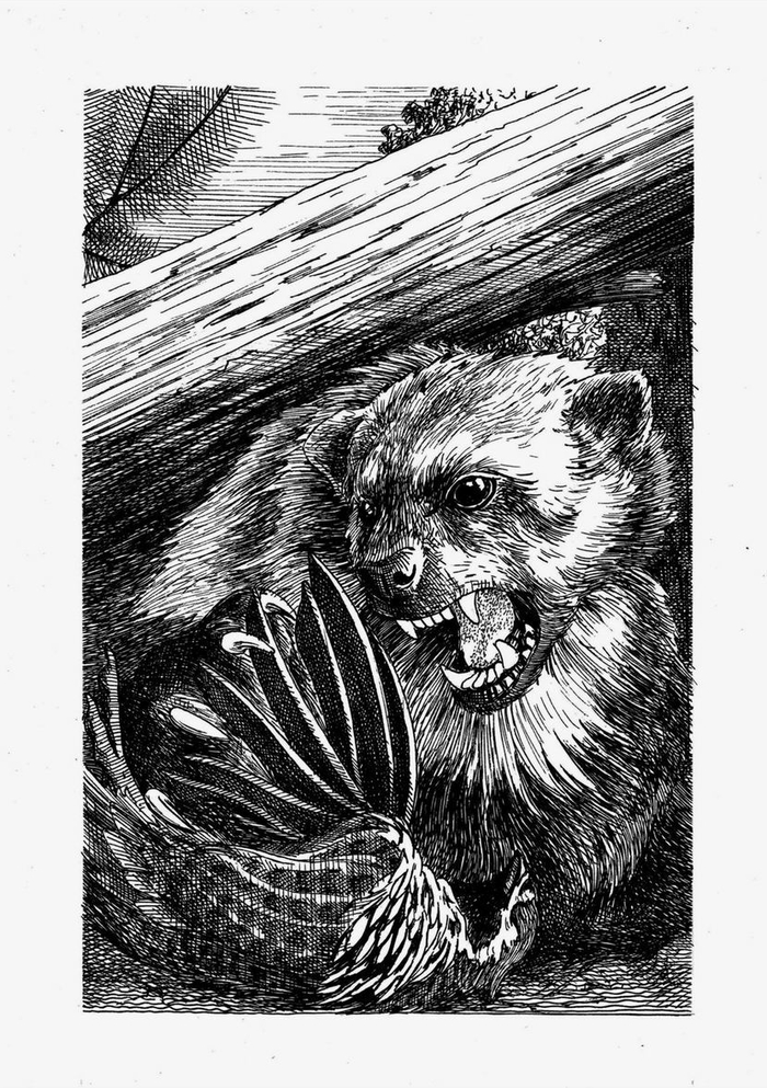 Возвращение росомахи. Илл.7