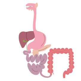 Пищеварительная система