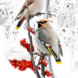 свиристели