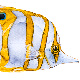 Yellow fish