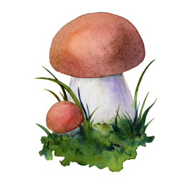 Лесные грибы