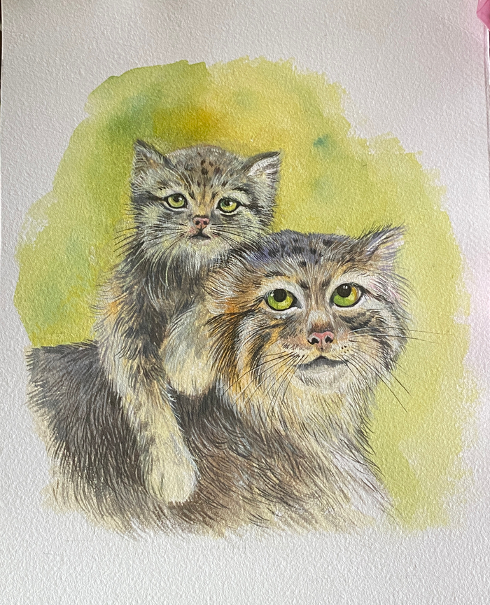 Малыш манул и МАМА 