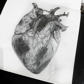 Сердце 