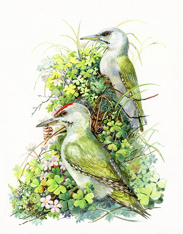 Седоголовые дятлы