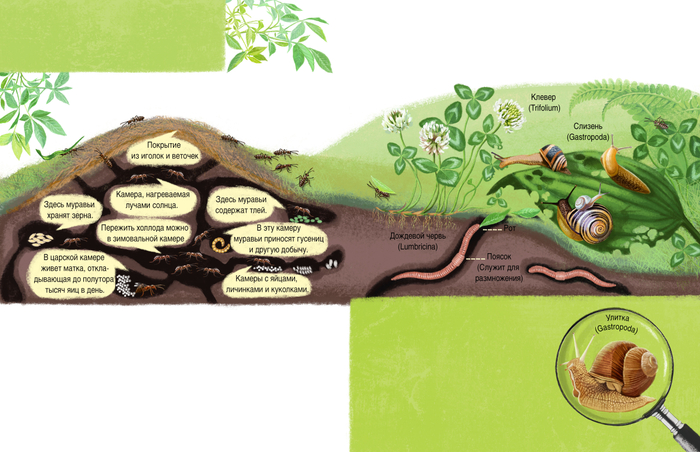 Иллюстрация для книги о природе 2