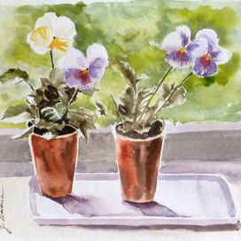 Анютины глазки