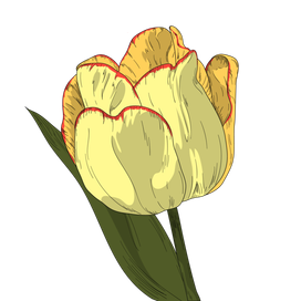 Тюльпан. Векторная иллюстрация