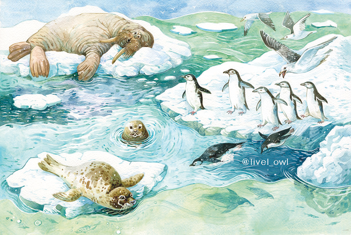 Арктика "Стихи-загадки" для малышей