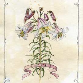  "Lilium Regale"