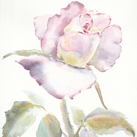 Роза акварелью