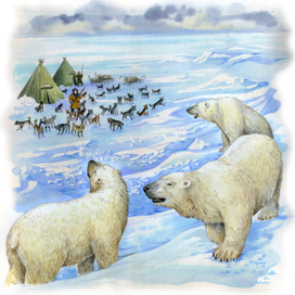 Земля Санникова. Медведи. 