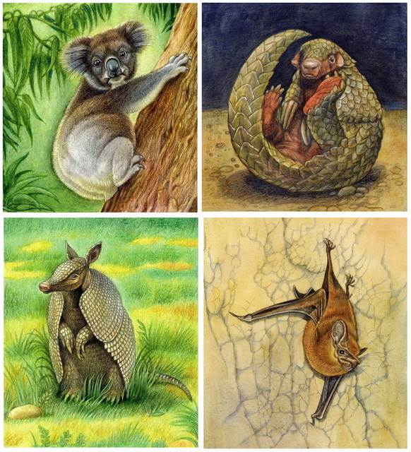 Коала, Броненосец, Ящер, Мешкокрыл.
