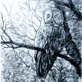 Owl