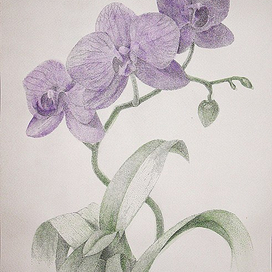 Пурпурная орхидея