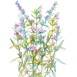 Ботаническая графика — Hyssopus Officinalis