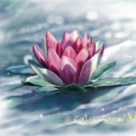 lotus