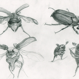 Жуки для "дюймовочки"