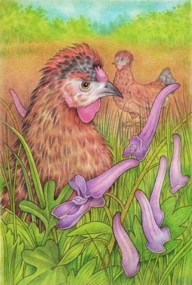 Хохлатки и хохлатки