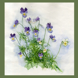 Фиалка полевая