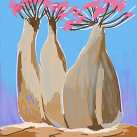 Бутылочные деревья с острова Сокотра