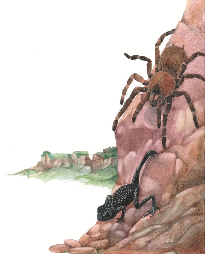 Черная галечная жаба. 