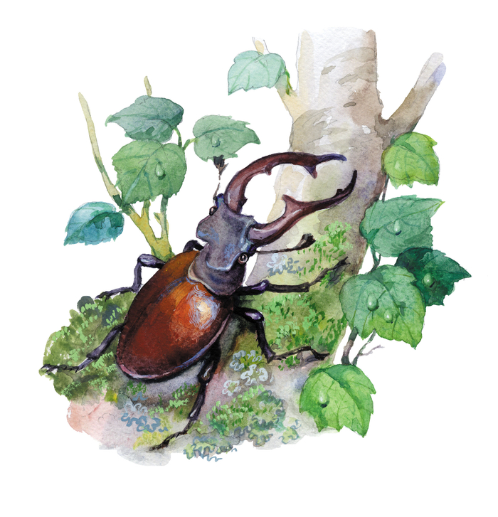 к рассказам Ушинского