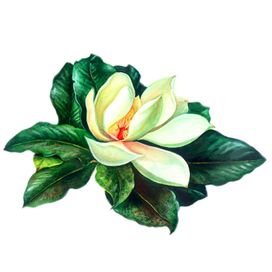 Акварель Прекрасная магнолия