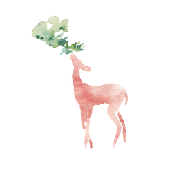  Deer