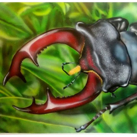 жук-носорог