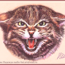 Дикая кошка.