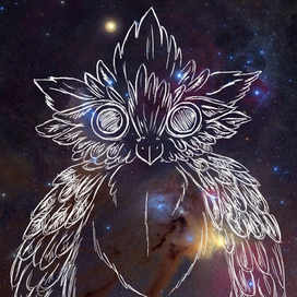 owl