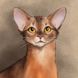 Кошачья коллекция