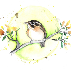 маленький птыц