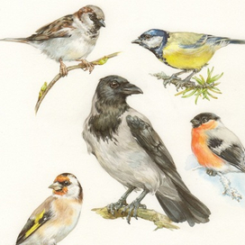 Зимующие птицы...