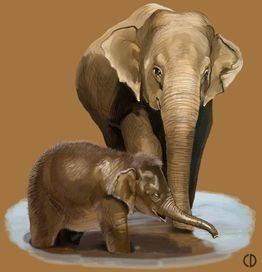 Иллюстрация для книги Брема «Жизнь животных» «Слоны»