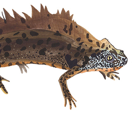 Технический рисунок