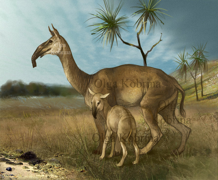 Макраухения с макраухенёнком.