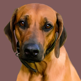 Рисунок собаки в программе Procreate порода ретривер