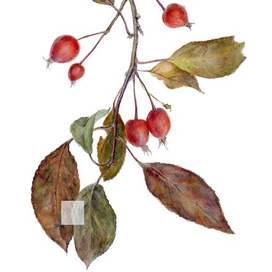 райские яблоки