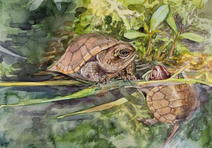 Черепашонки